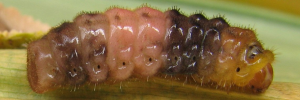 Deudorix democles democles - Final Larvae